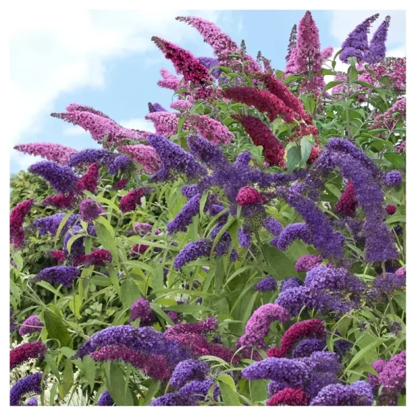 Cottage Hill Buddleia 'Triple Treat' Butterfly Bush Collection