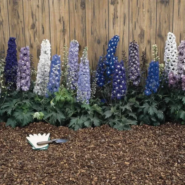 Delphinium Magic Fountain Series Flower Seeds - Multi-Color Mix - 1000 Seeds - Perennial Flower Garden Seeds - Delphinium Elatum