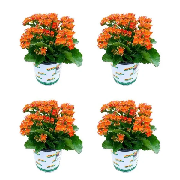 1 Qt. Kalanchoe Petero Orange Live Annual Plant (4-Pack)
