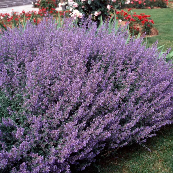 Outsidepride Catmint Seeds - Blue - 2000 Seeds