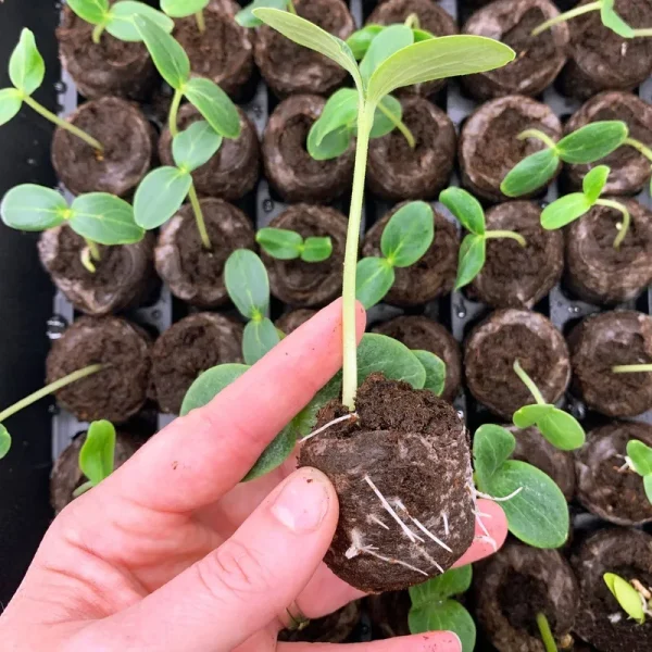 Jiffy 42mm Greenhouse 50-pellet
