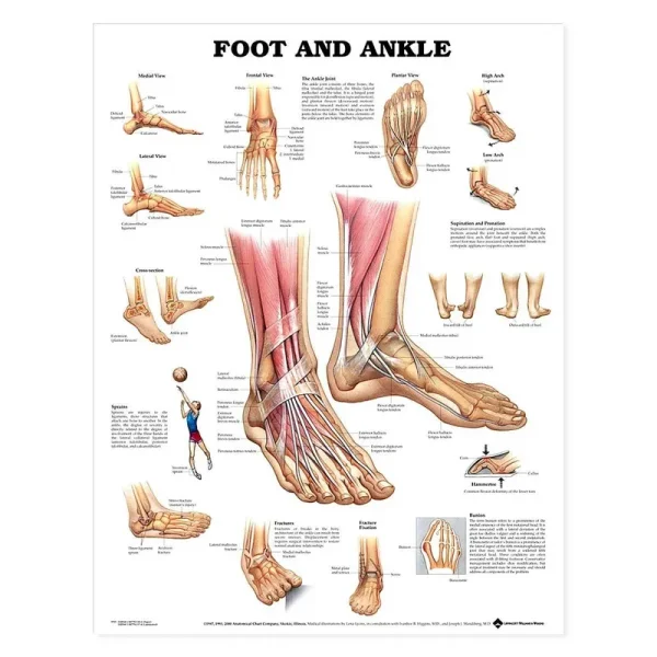 Foot and Ankle [Book]