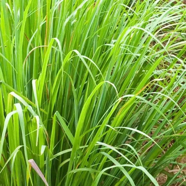 Lemon Grass Plant (4-Piece)