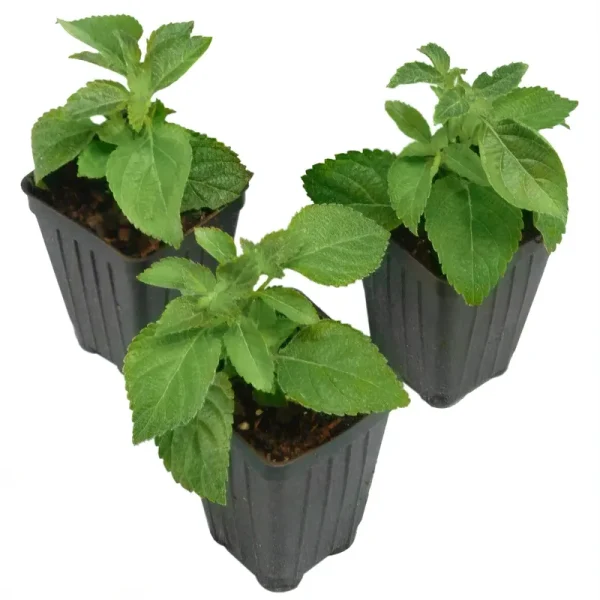 2.5 in. Lantana Bloomify Red Plant (3-Pack)
