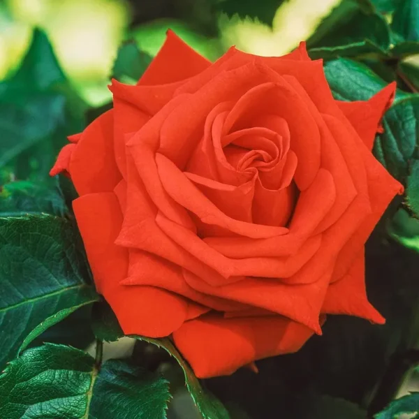 Breck's - Tropicana Dormant Bare Root Hybrid Tea Rose, Includes One Plant per Order