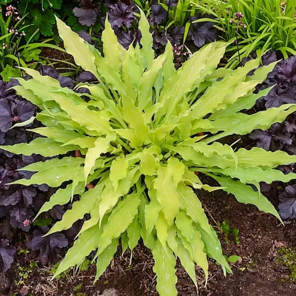 Breck's Wiggles and Squiggles Hosta Dormant Starter Perennial in 1-Pack Bareroot - Purple Blooms, Attracts Butterflies and Hummingbirds | 77152