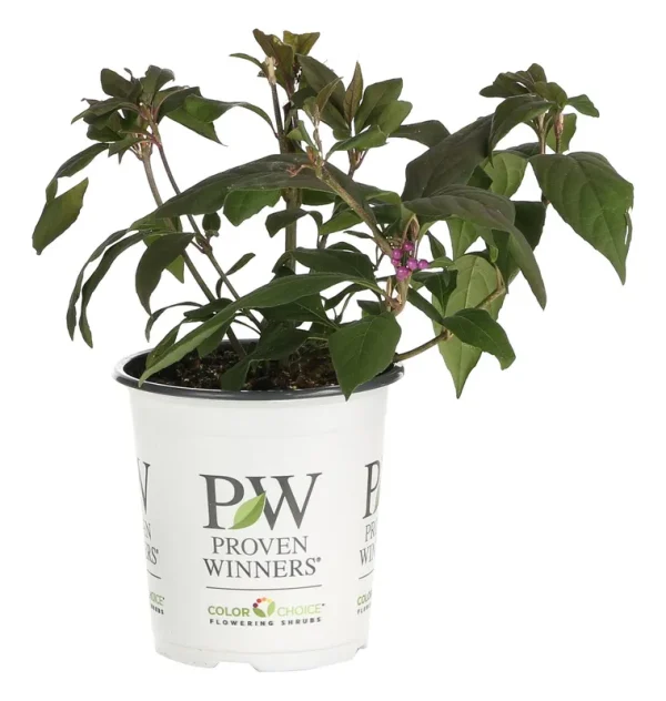 Proven Winners Pearl Glam Beautyberry (Callicarpa) Live Shrub, Dark Purple Foliage and violet-Purple Berries, 4.5 in. Quart