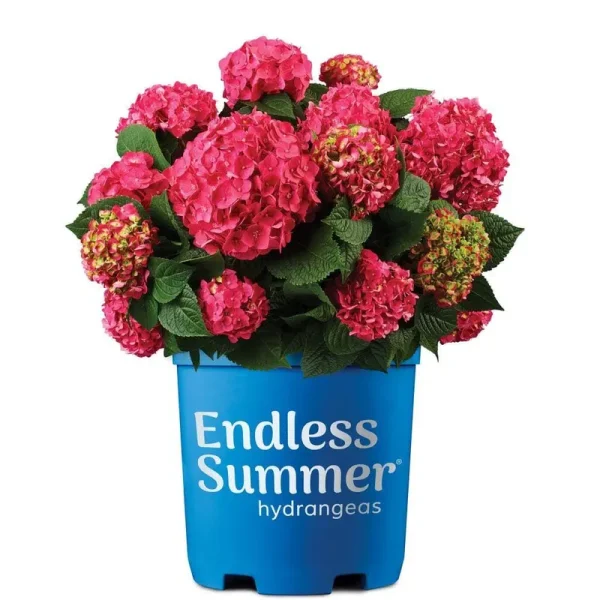Summer Crush Hydrangea | Endless Summer 1 Gallon