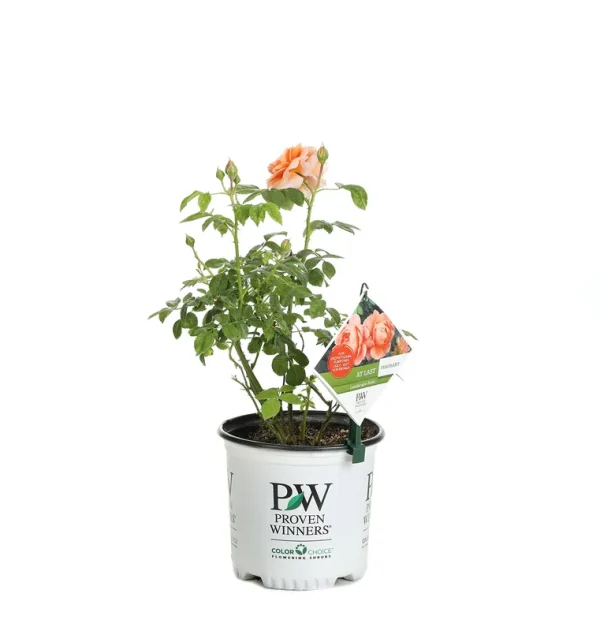 Proven Winners at Last Rose Rosa Live Shrub, Size: 1 gal, Orange
