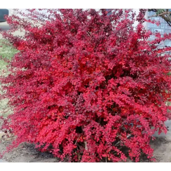 Online Orchards 1 gal. Rose Glow Barberry Shrub Deep Purple Foliage Naturally Mottled with Rosepink Splashes