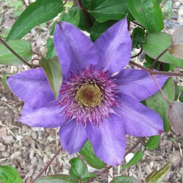 Spring Hill Nurseries 1 Multi Blue ClematisVine (N/A) | 73899