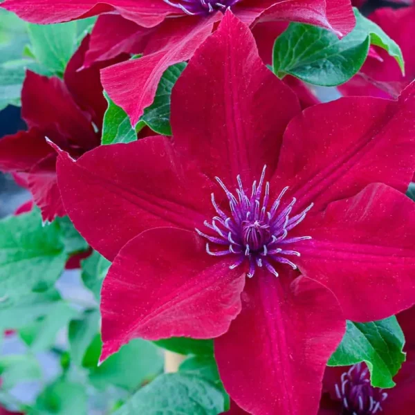 nubia Boulevard Clematis Vine, Bare Root Starter Perennial Plant (1-Pack)