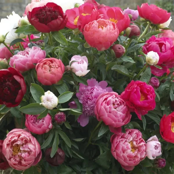 Van Zyverden Peonies Mixed Varieties Set of 6 Plant Roots Mixed Part Sun