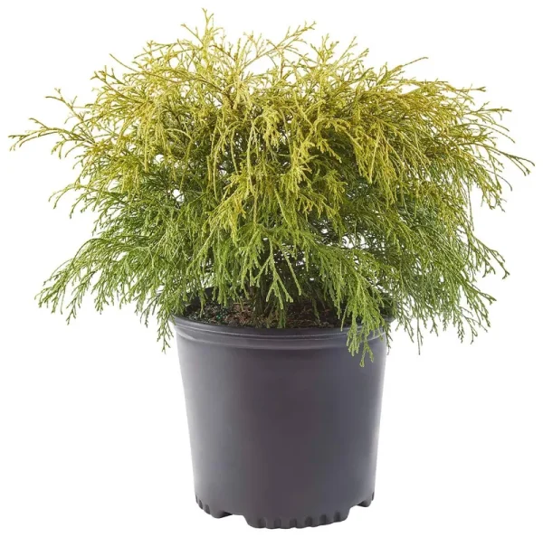 Shrub Gold Mop Cypress 2.25 gal, Golden