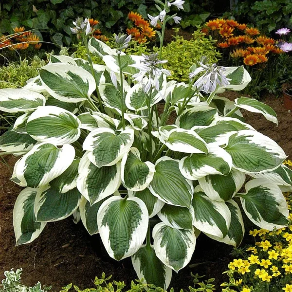 Van Zyverden Hosta Minuteman Set of 3 Roots
