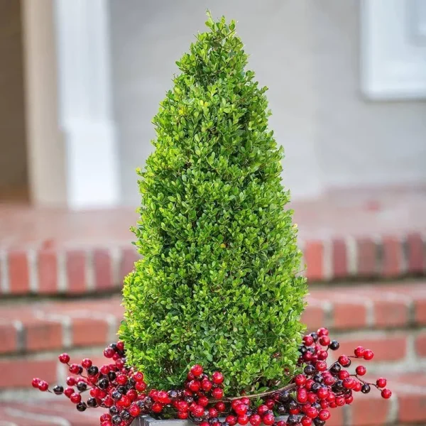 2.5 Gal - Compacta Japanese Holly(Ilex), Evergreen Shrub - Pyramid Sha