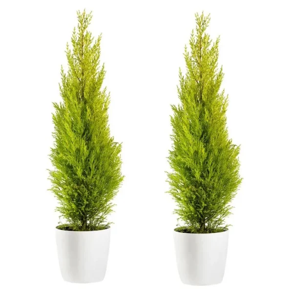 Online Orchards 1-gal. Lemon Cypress Tree with Citrusy Aroma and Golden Evergreen Foliage (2-Pack)