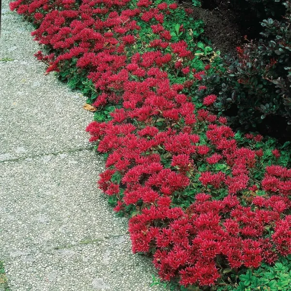 Breck's Red Improved Dragons Blood Sedum in 3-in Pot | 90218
