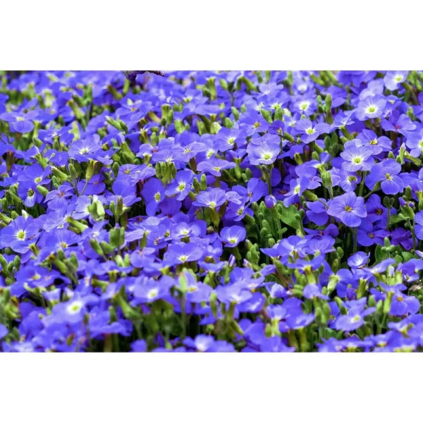 50 Creeping Blue Speedwell Veronica Repens Groundcover Flower Seeds