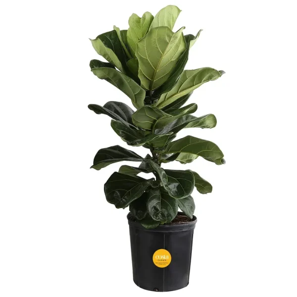 Costa Farms Live Ficus Lyrata, Fiddle-leaf Fig, Indoor Tree, 3-Feet Tall, Ships in Grower Pot, Fresh from Our Farm