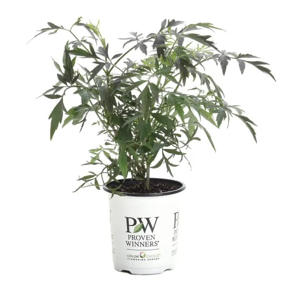 Proven Winners Black Lace Elderberry (Sambucus) Live Shrub, Pink Flowers, 4.5 in. Quart