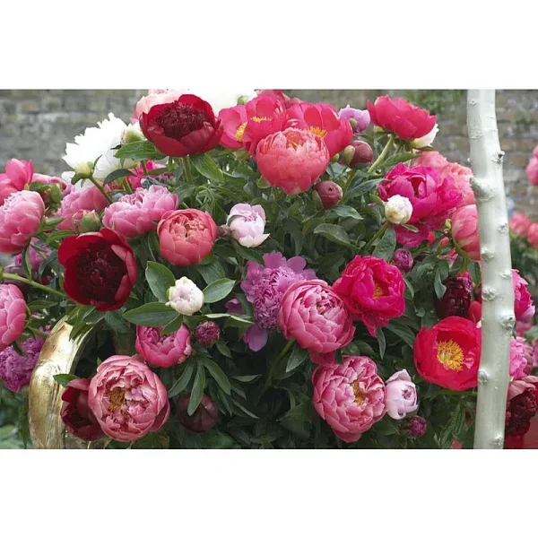 Van Zyverden Mixed Varieties Peonies Roots (Set of 3)