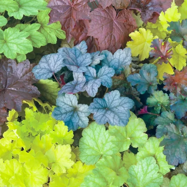 Spring Hill Nurseries 3-Pack in Bareroot Multi-Colored Coral Bells (Heuchera) Mixture | 63006