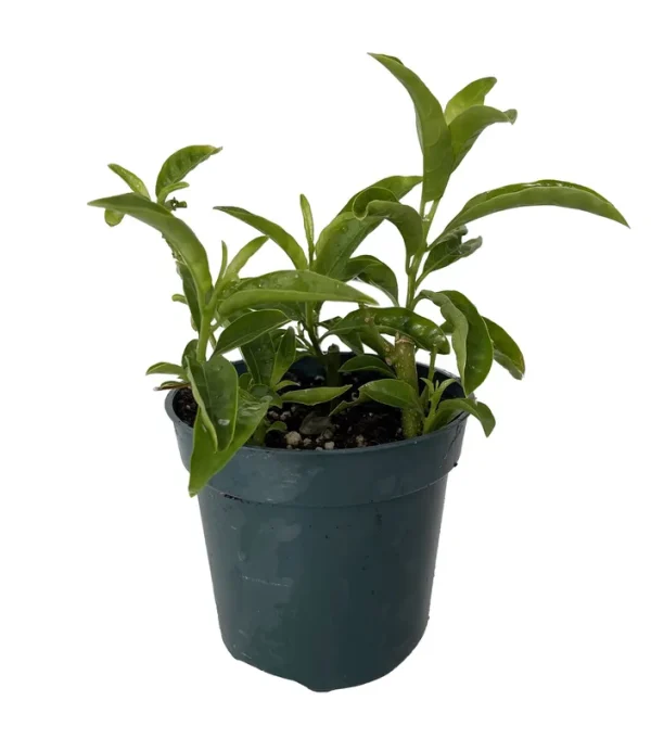 Ohio Grown Night Blooming Jasmine Plant - Cestrum Nocturnum - 4" Pot