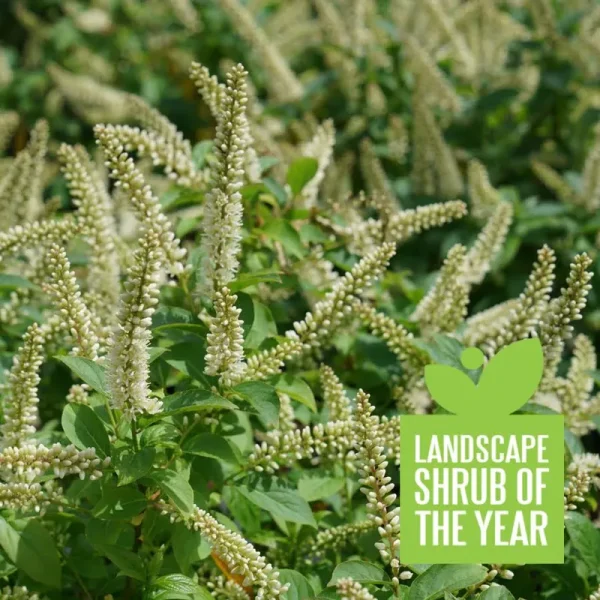 Proven Winners Shrub Plants|Fizzy Mizzy Sweetspire (Itea)