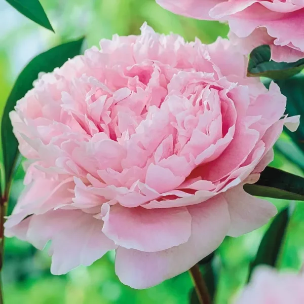 Spring Hill Nurseries Sarah Bernhardt Peony Bareroot | 63378