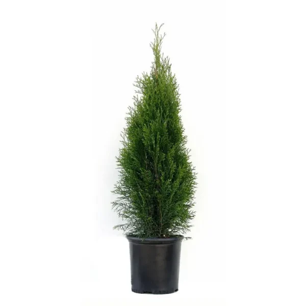 2.5 qt. - Emerald Green Arborvitae (Thuja) Live Evergreen Shrub