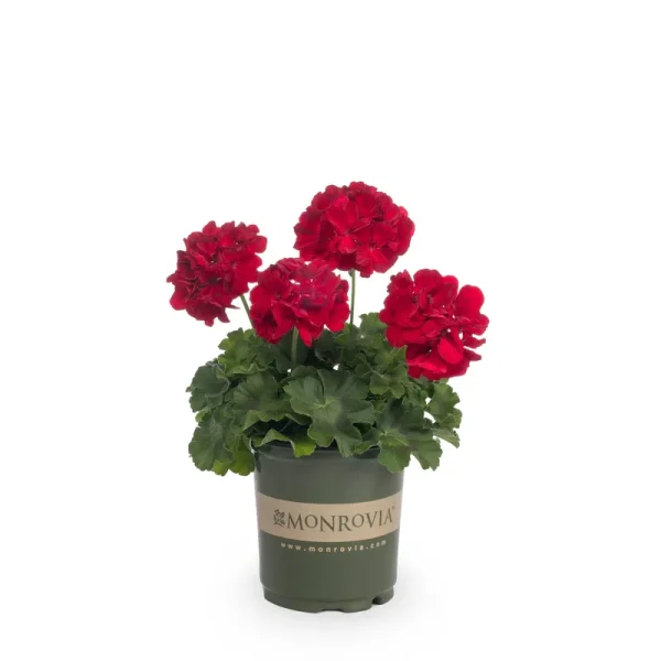 Monrovia Red Geranium in 2.5-Quart Pot | Nursery