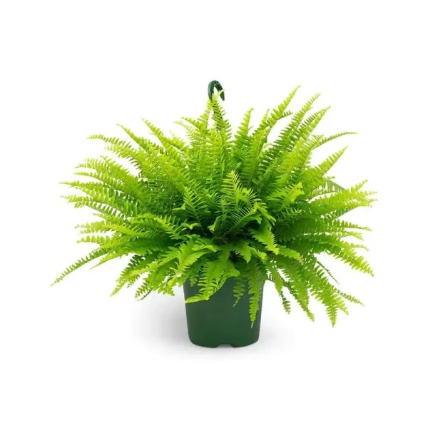 2.5 Qt. Boston Fern Plant in 8 in. Hanging Basket