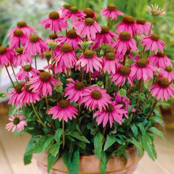 Van Zyverden Echinacea Purpurea Dormant Bare Plant Root Full Sun; 6+ Hrs, Purple