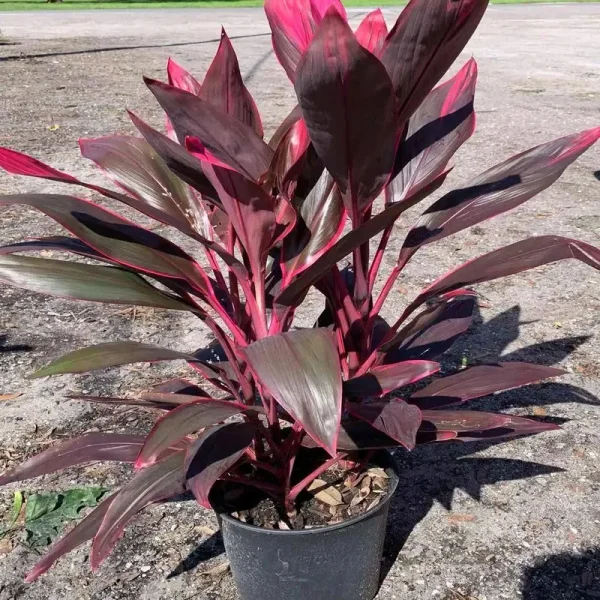 3 gal. Red Sister Hawaiian Ti Cordyline Plant with Red Foliage