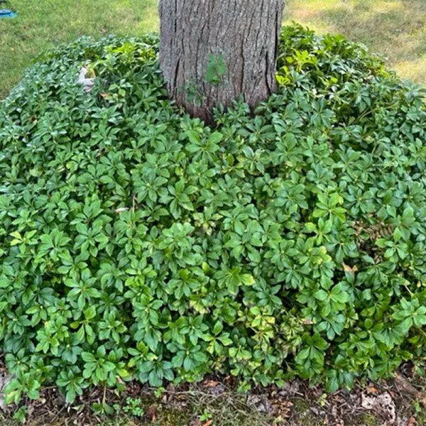 Breck's White Pachysandra Dormant Perennial in 1-Pack Bareroot | 90606