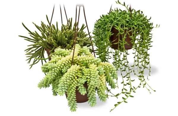 6 inch Value Succulent Hanging Basket