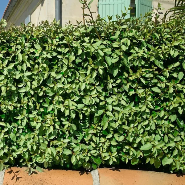 National Plant Network 2.25 gal. Elaeagnus Shrub