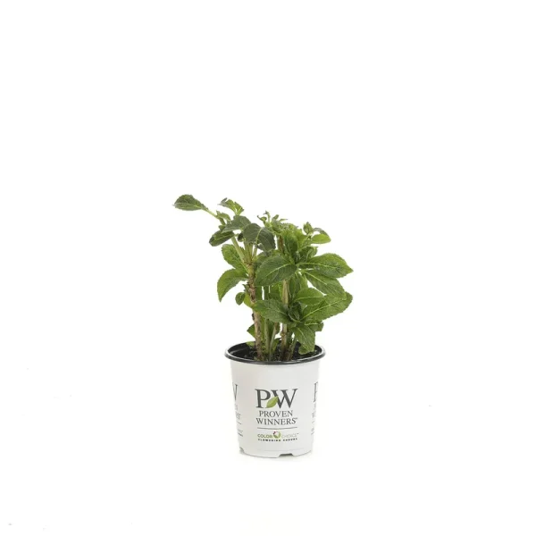 Proven Winners Cityline Paris Bigleaf Hydrangea Macrophylla Live Shrub, Green