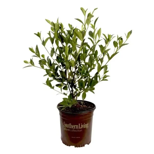 Southern Living 2.5 Qt. Jubilation Gardenia, Live Evergreen Shrub, White Fragrant Blooms