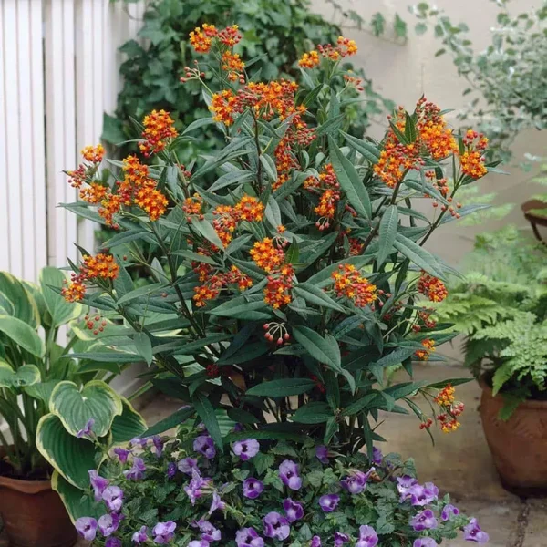 Van Zyverden Asclepias Gay Butterfly Mixture Support The Monarchs Set of 3 Plant Roots Multicolor Partial Sun Fragrant 1 lb