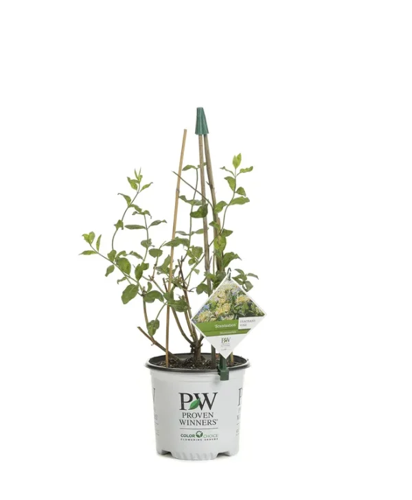 Proven Winners 1 gal. Scentsation Honeysuckle (Lonicera) Live Shrub, Yellow Flowers and Red Berries