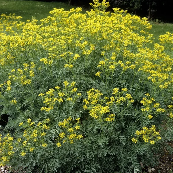 Outsidepride Rue Seeds - 1000 Seeds