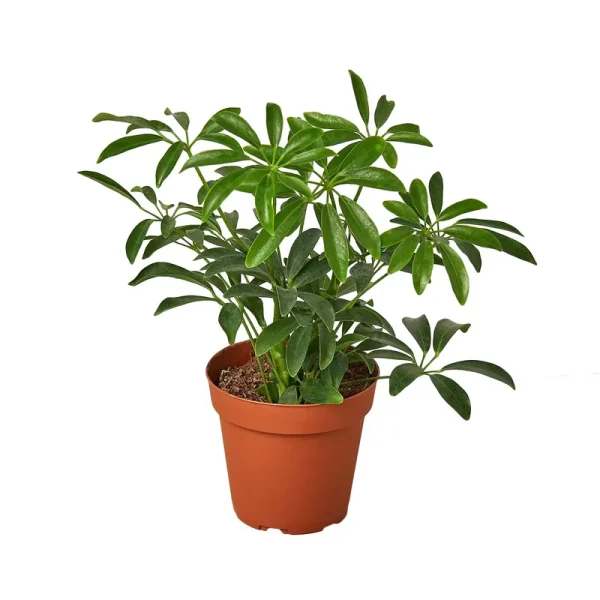 Schefflera Arboricola 4" Pot