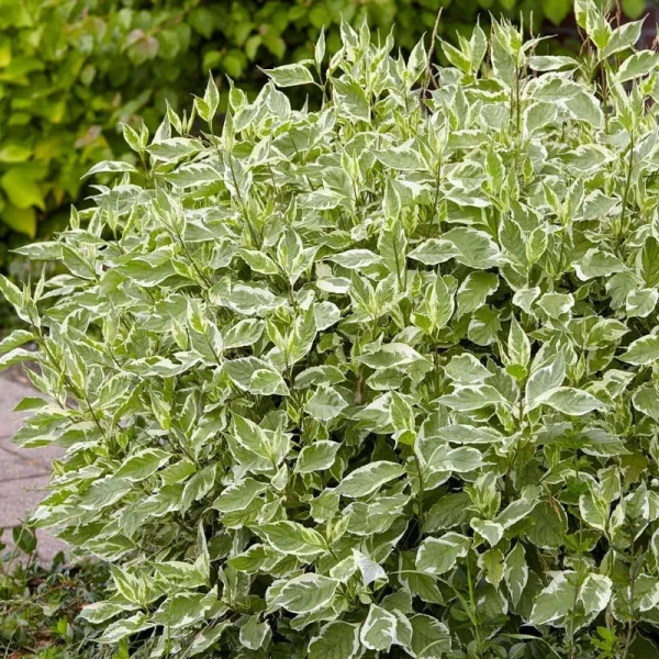 2.25 gal. Pot Ivory Halo Dogwood Ornamental Shrub Grown (1-Pack)