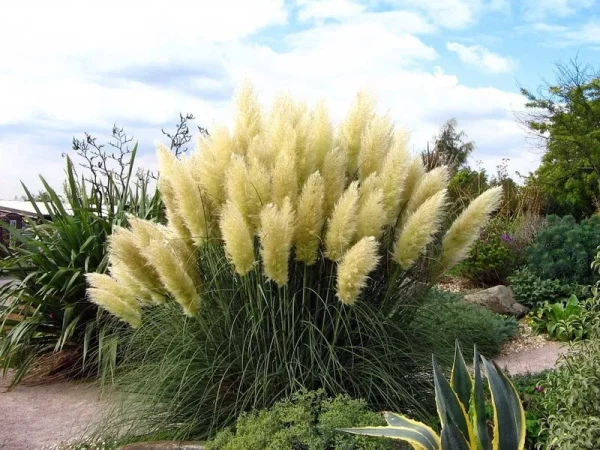 4 White Pampas Grass Plants - Cortaderia Selloana - 2.5" Pots