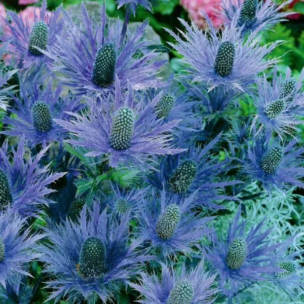 Van Zyverden Root Full Sun Dormant Bare Eryngium Blue Sea Holly Plant - 2 Each