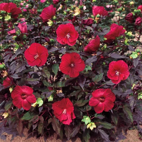 Midnight Marvel Hibiscus Plant - No. 1 Bareroot | Zone 4-9