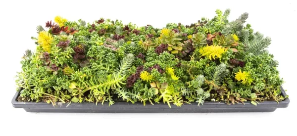 Altman Plants 10in by 20in Multicolored Sedum Mat Live Plant