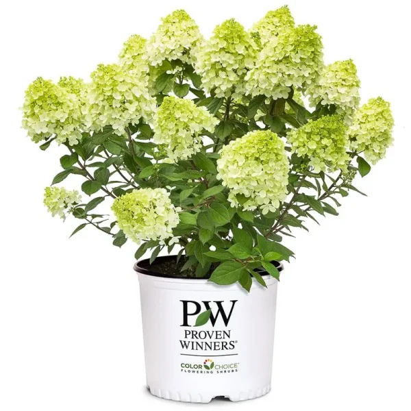 Proven Winners Hydrangea Little Lime Punch Shrub 2 gal.